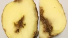 Картофени нематоди и начини за справяне с него